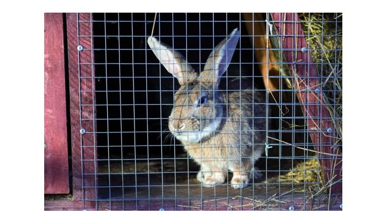GRILLAGE ANIMAUX CAR GALV19MM 0.5MX3M
