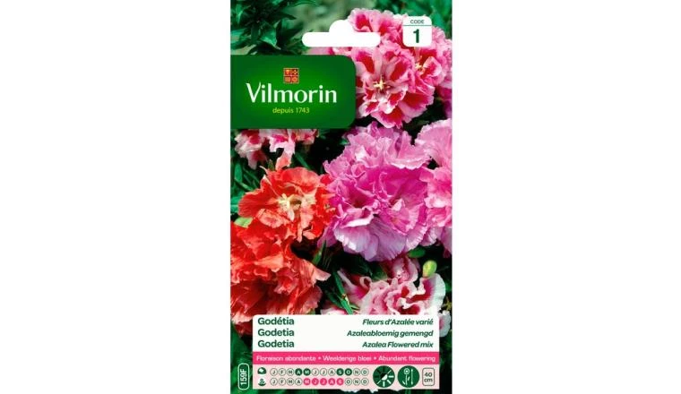 GODETIA FLEURS AZALEE MELANGE VILMORIN