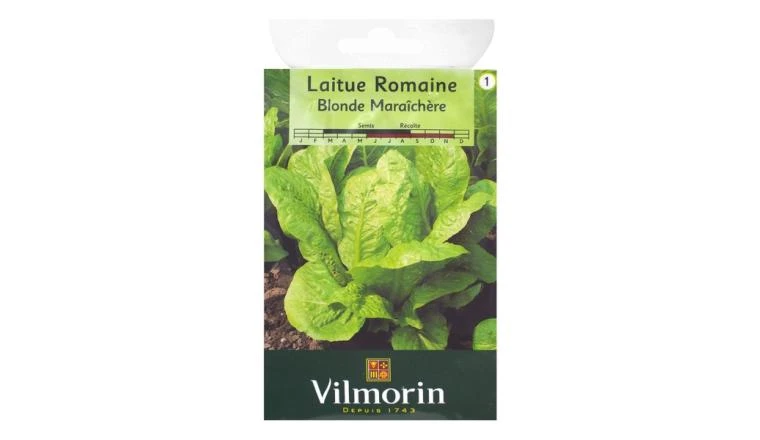 LAITUE BLONDE MARAICHER VILMORIN