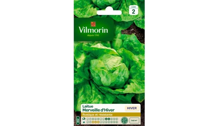 LAITUE MERVEILLE HIVER VILMORIN