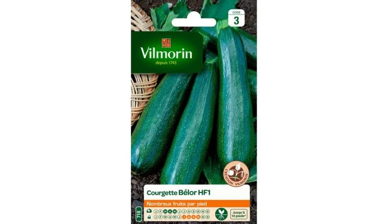 COURGETTE BELOR HYBRIDE F1 VILMORIN