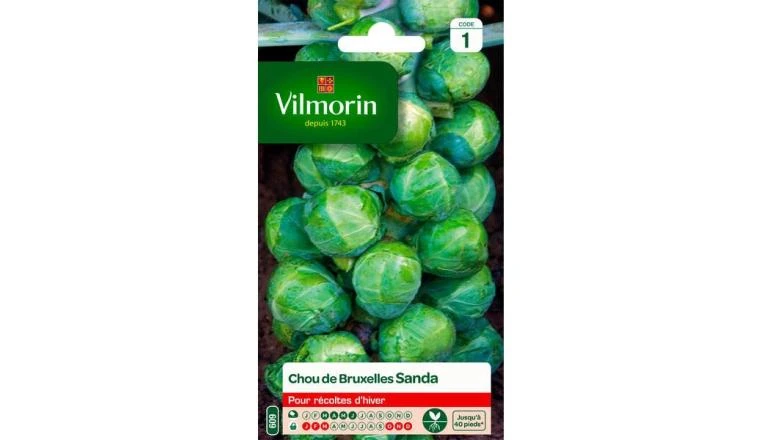 CHOU BRUXELLEX SANDA VILMORIN