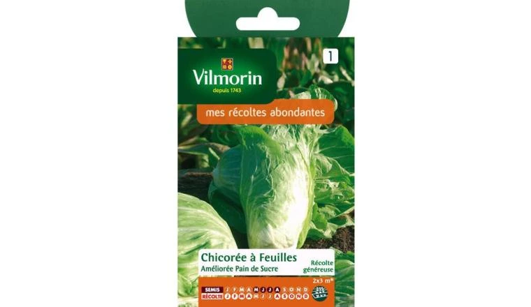 CHICOREE FEUILLES PAIN DE SUCRE VILMORIN