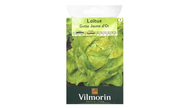 LAITUE GOTTE JAUNE OR VILMORIN