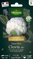 Chou Fleur Clovis Hybride F1 - Clause