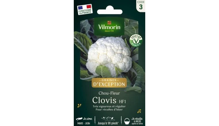 Chou Fleur Clovis Hybride F1 - Clause